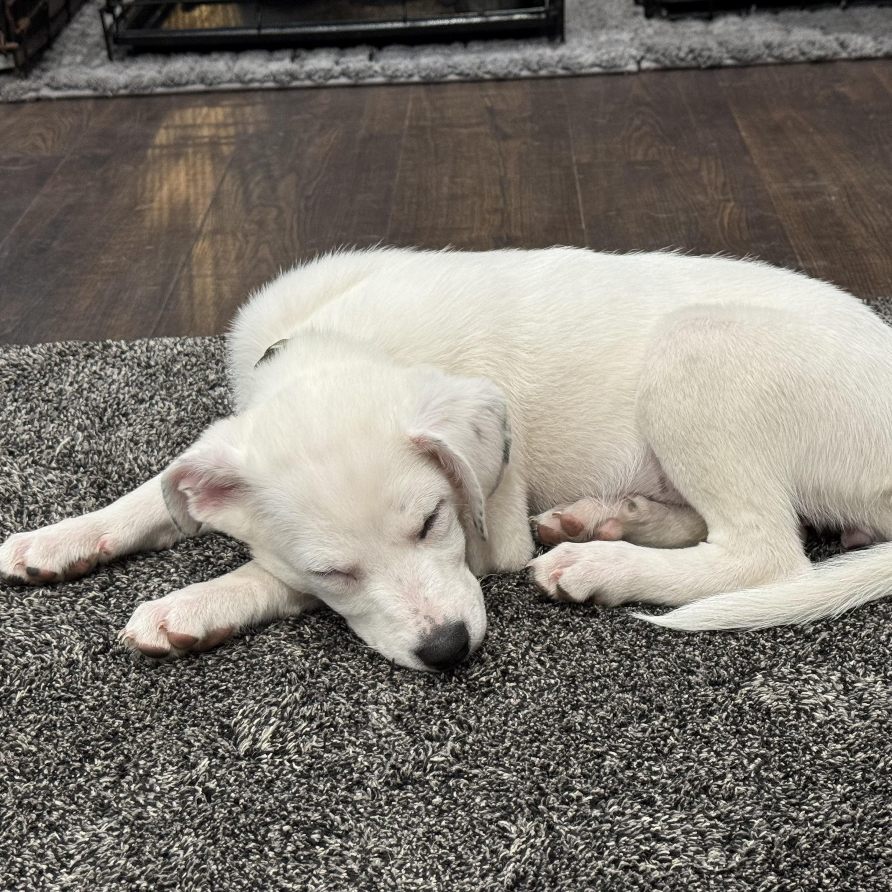 Enlarge Clover, a ADOPTABLE Mixed Breed in Prior Lake, MN image 6/6