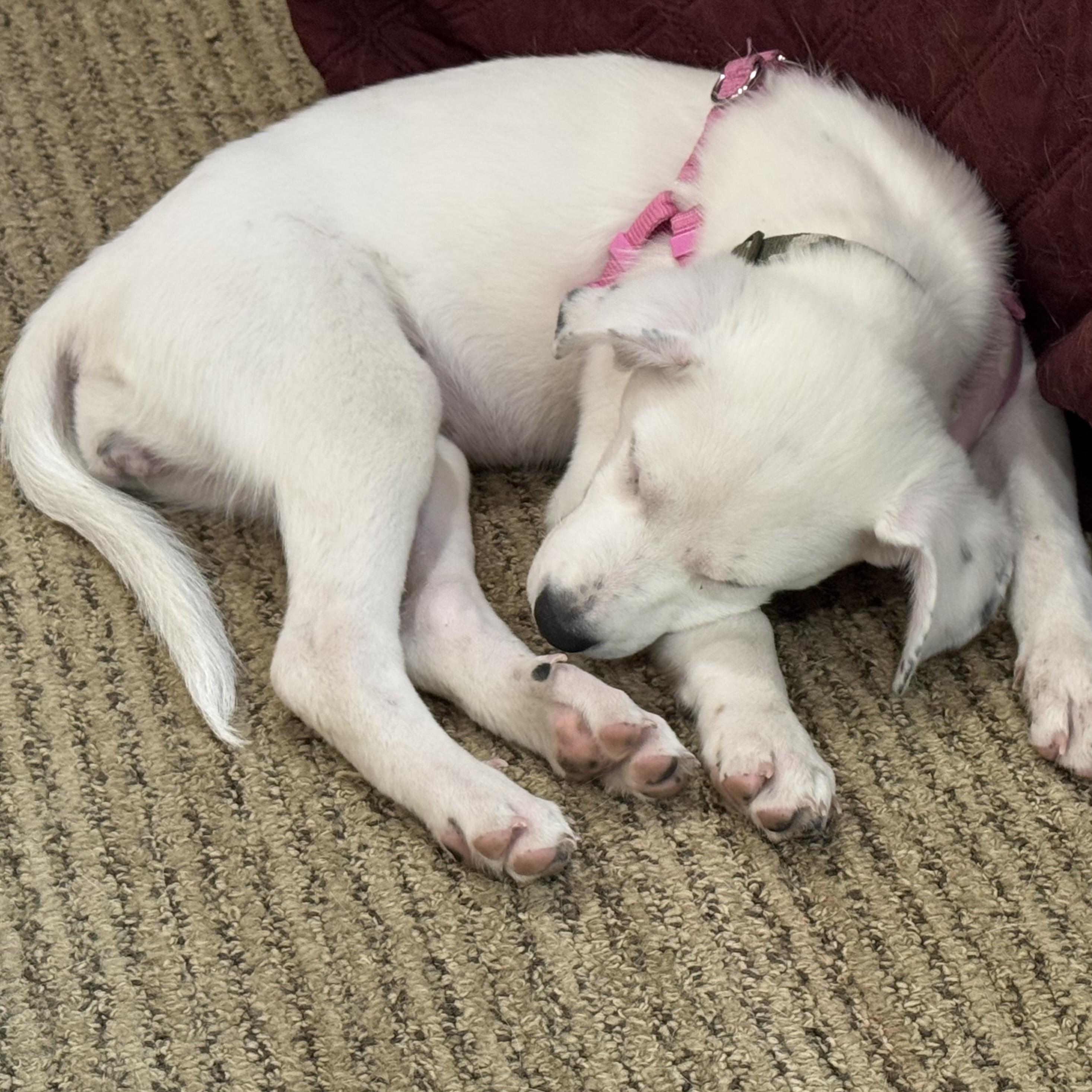 Enlarge Clover, a ADOPTABLE Mixed Breed in Prior Lake, MN image 3/6