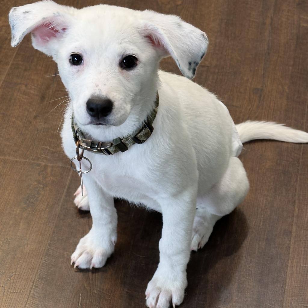 Enlarge Clover, a ADOPTABLE Mixed Breed in Prior Lake, MN image 2/6