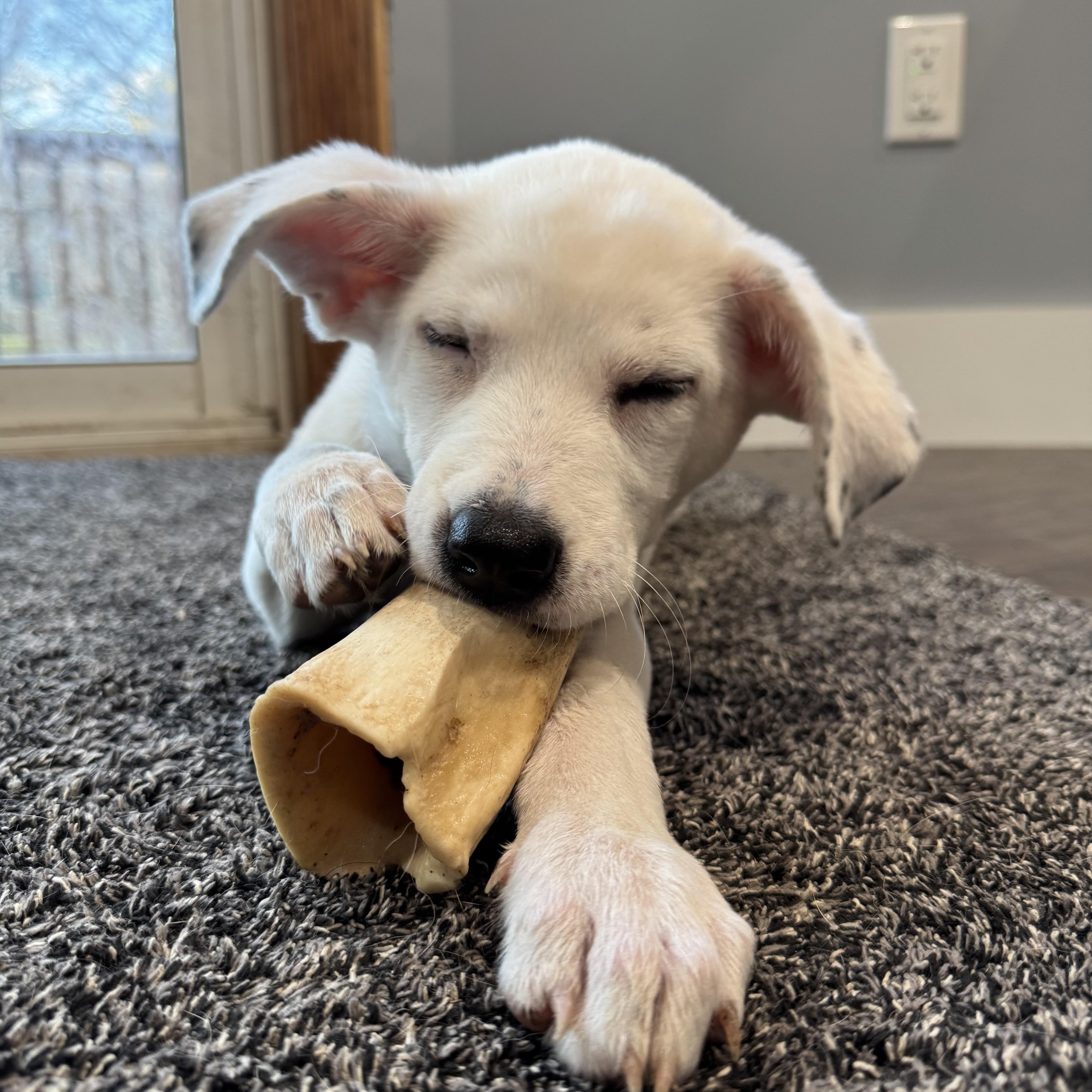 Enlarge Clover, a ADOPTABLE Mixed Breed in Prior Lake, MN image 4/6