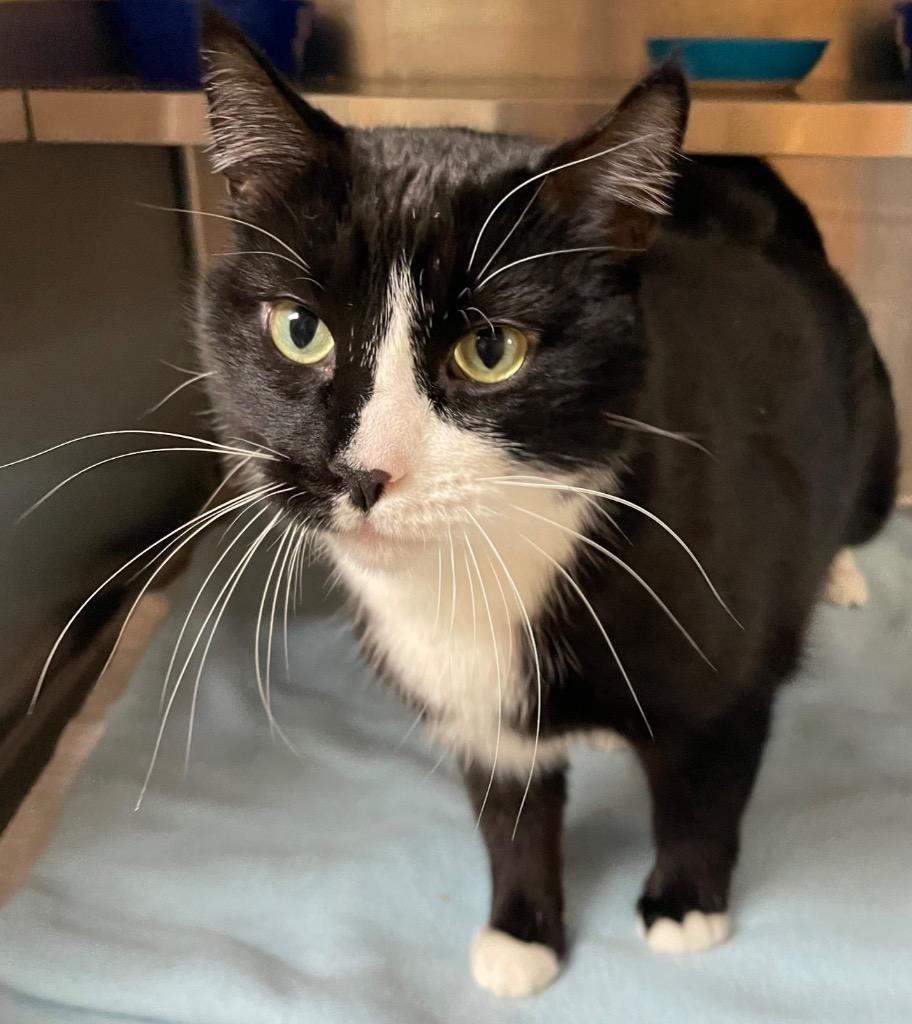 Harvey, Adoptable, Adult Male Domestic Short Hair.