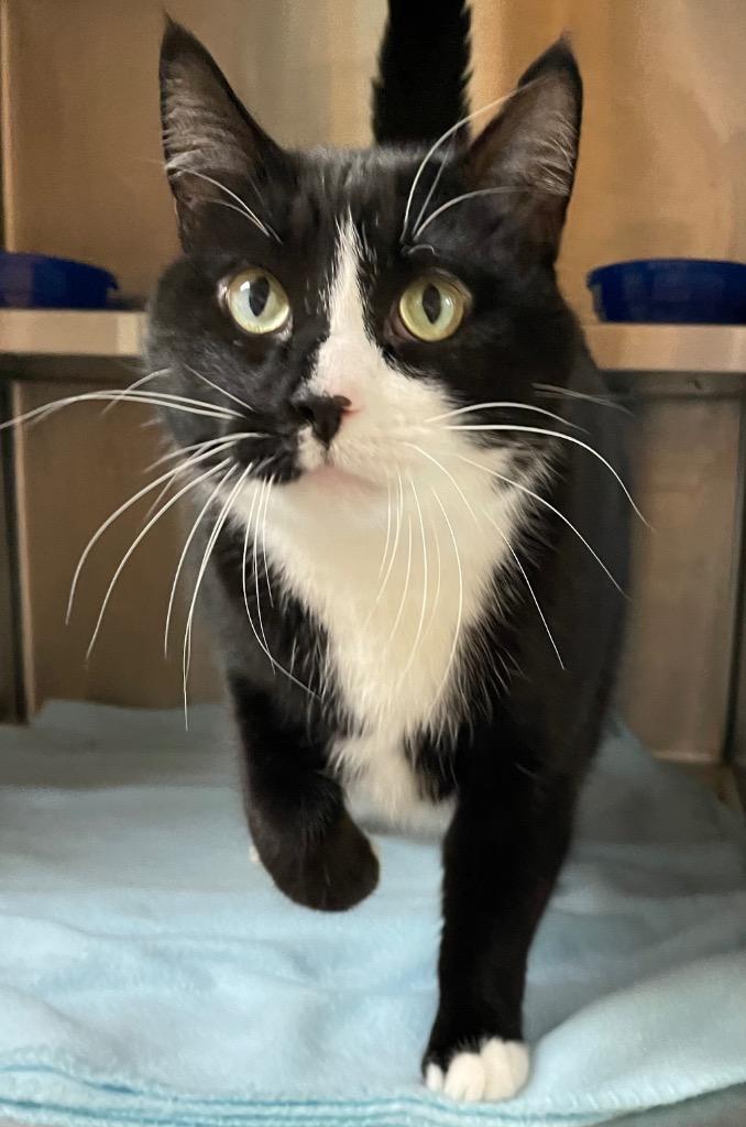Enlarge Harvey, a Adoptable mixed breed in Spooner, WI image 2/5