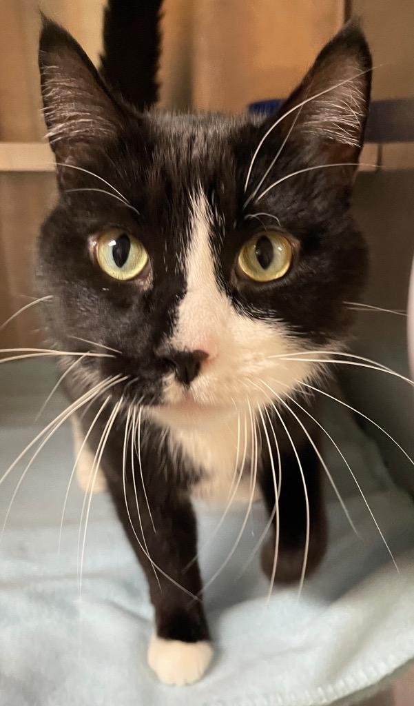Enlarge Harvey, a Adoptable mixed breed in Spooner, WI image 3/5