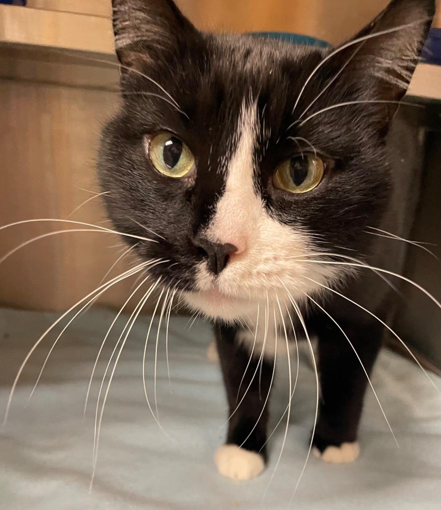 Enlarge Harvey, a Adoptable mixed breed in Spooner, WI image 5/5