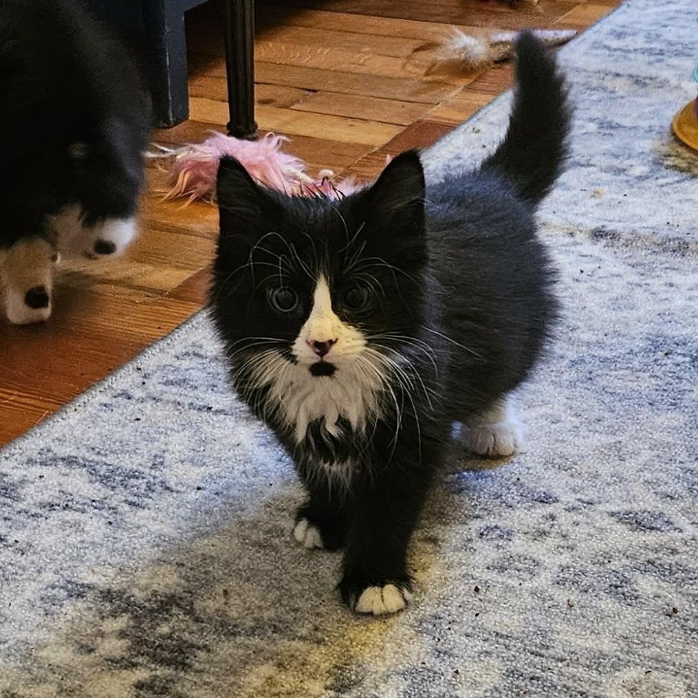 Enlarge Rye (must adopt with Brioche), an adopted Tuxedo in New Bedford, MA image 5/6