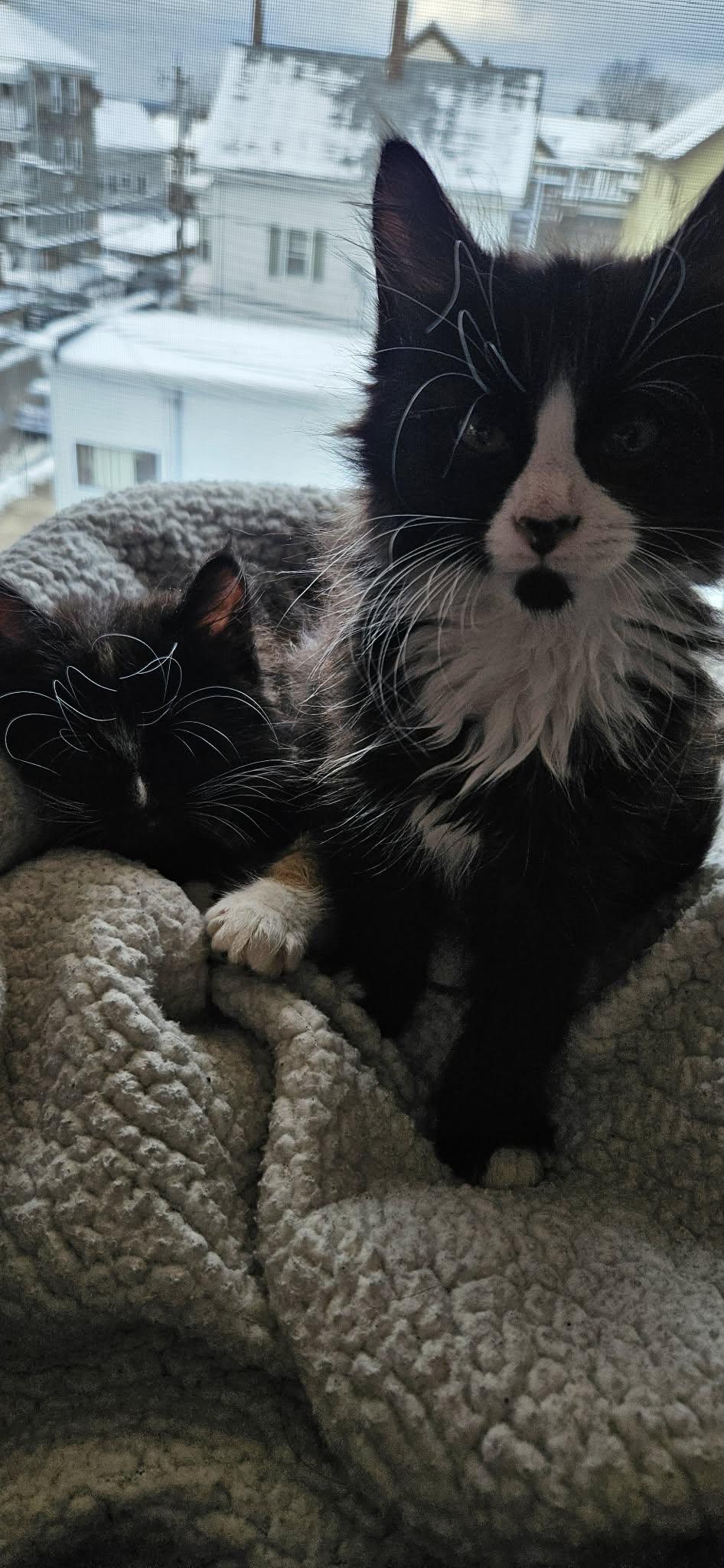 Enlarge Rye (must adopt with Brioche), an adopted Tuxedo in New Bedford, MA image 4/6