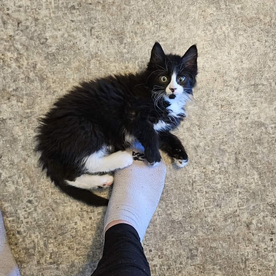 Enlarge Rye (must adopt with Brioche), an adopted Tuxedo in New Bedford, MA image 3/6