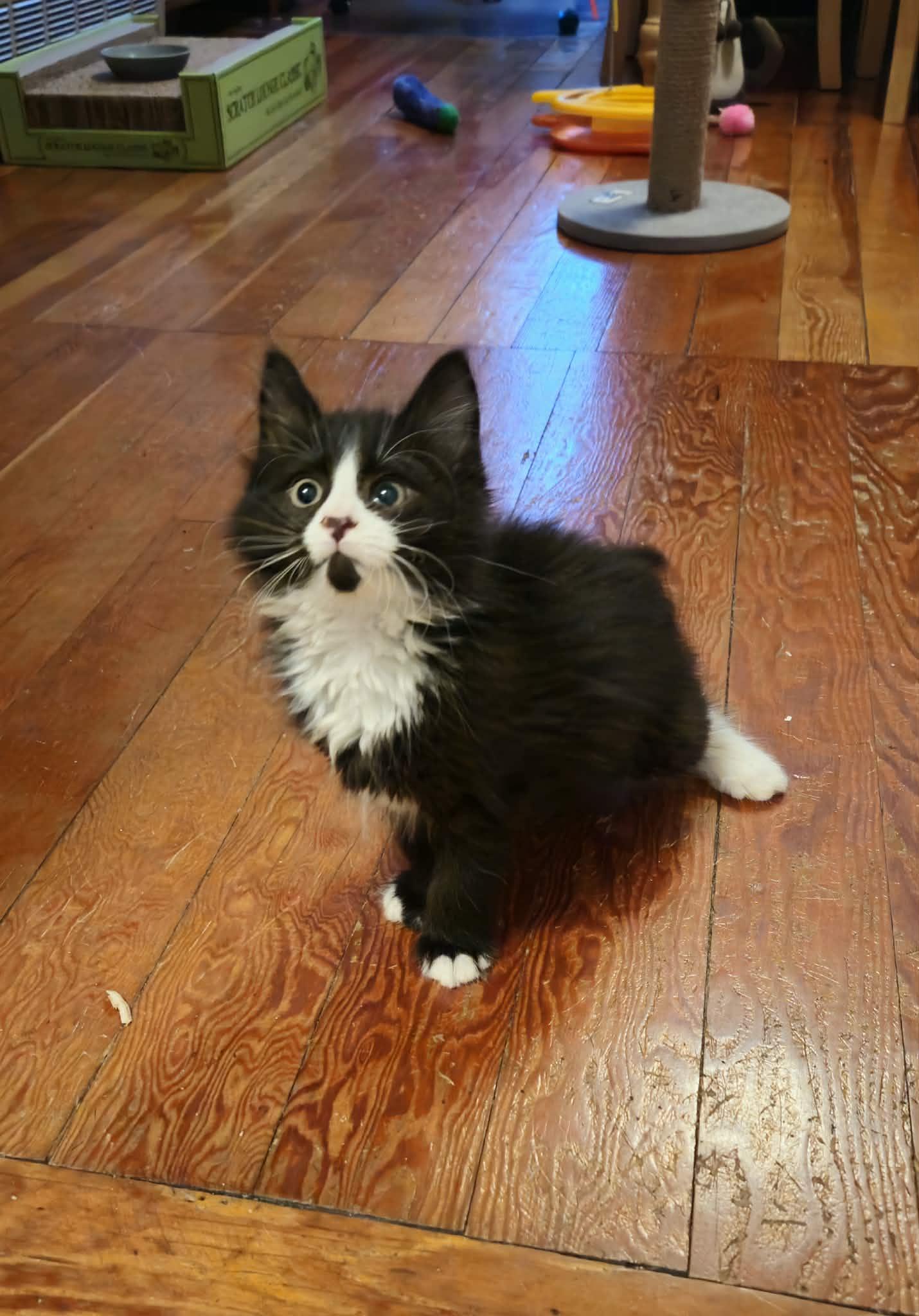 Enlarge Rye (must adopt with Brioche), an adopted Tuxedo in New Bedford, MA image 1/6