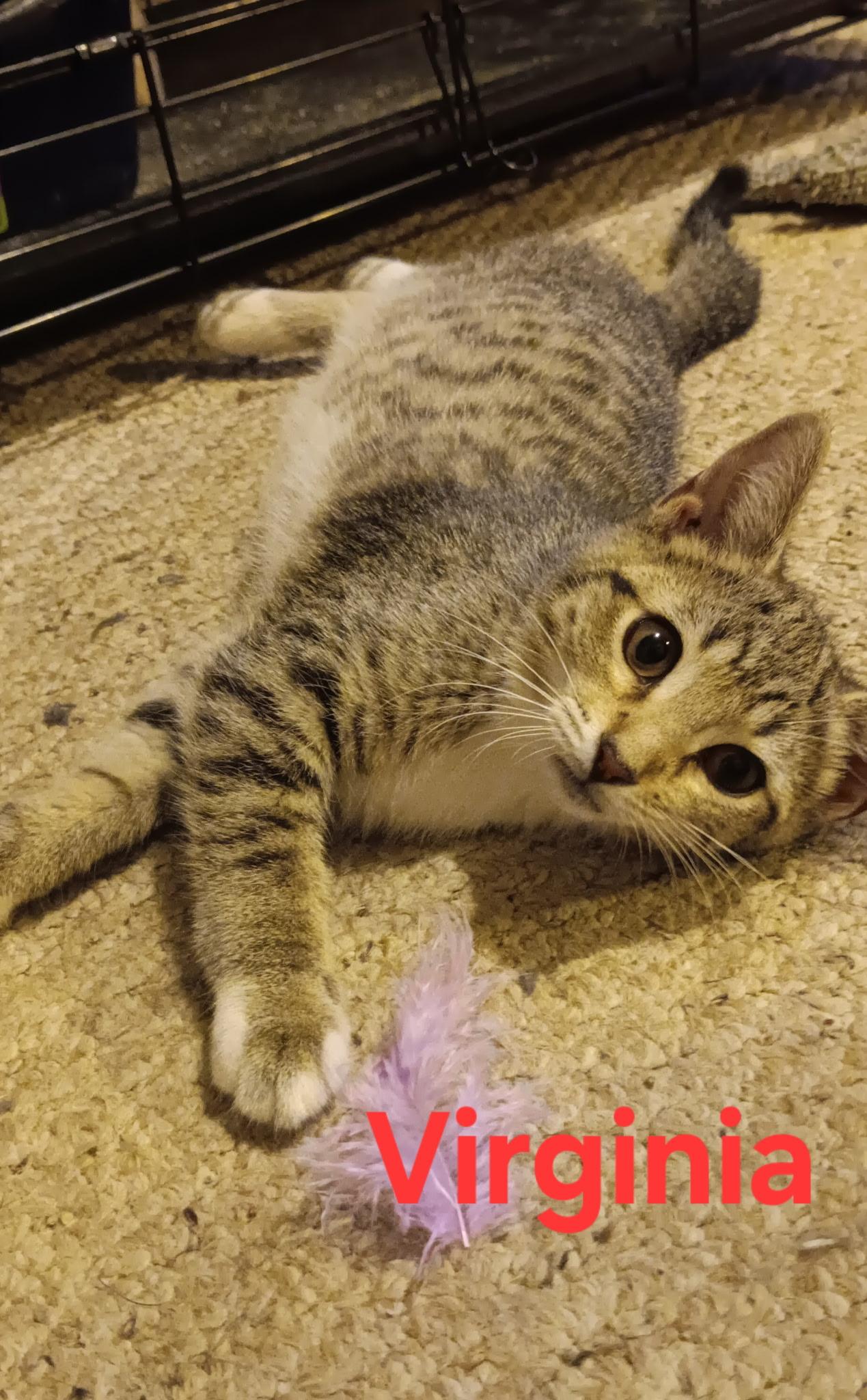Virginia, Adoptable, Kitten Female Domestic Short Hair.