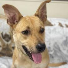 Diva, Adoptable, Adult Female Australian Cattle Dog / Blue Heeler.