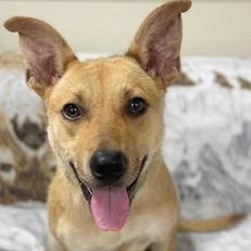 Enlarge Diva, a Adoptable Australian Cattle Dog / Blue Heeler in Donalsonville, GA image 2/2