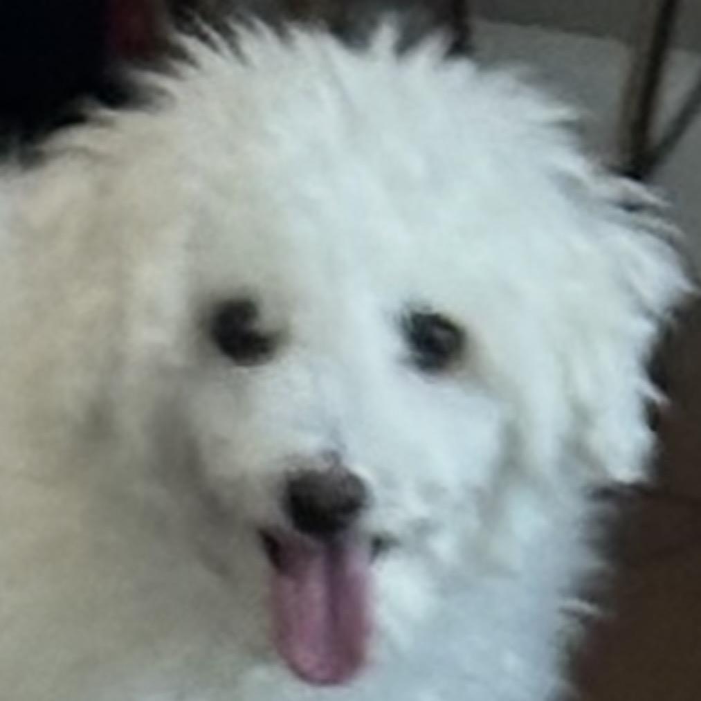 Enlarge MARY , a ADOPTABLE mixed breed in Pittstown, NJ image 4/4