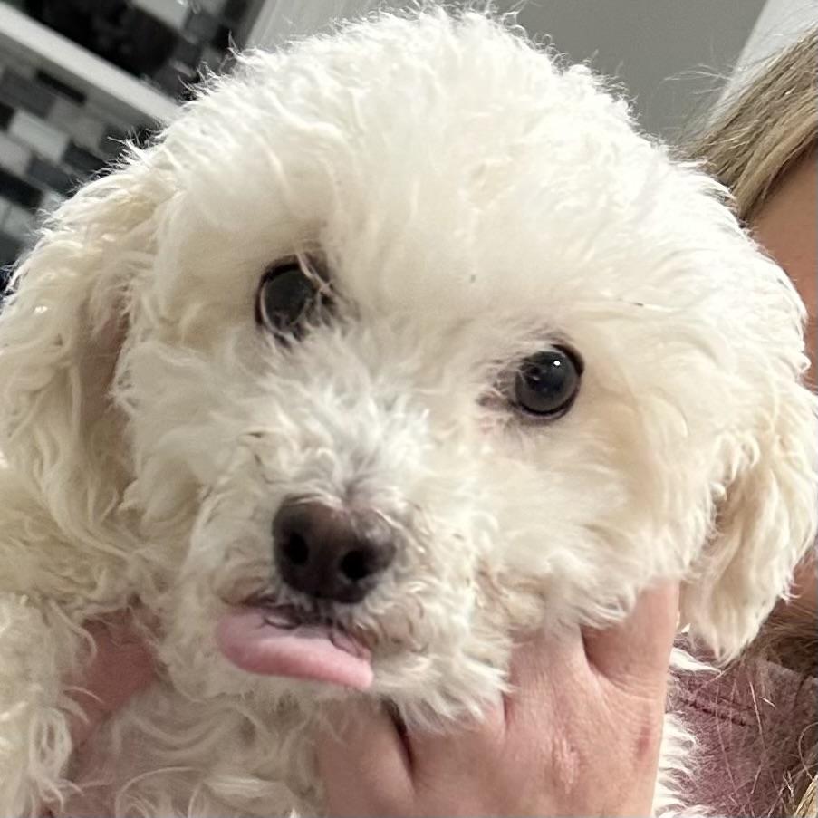 Enlarge MARY - Mama Rhea, a ADOPTABLE Poodle in Pittstown, NJ image 3/3