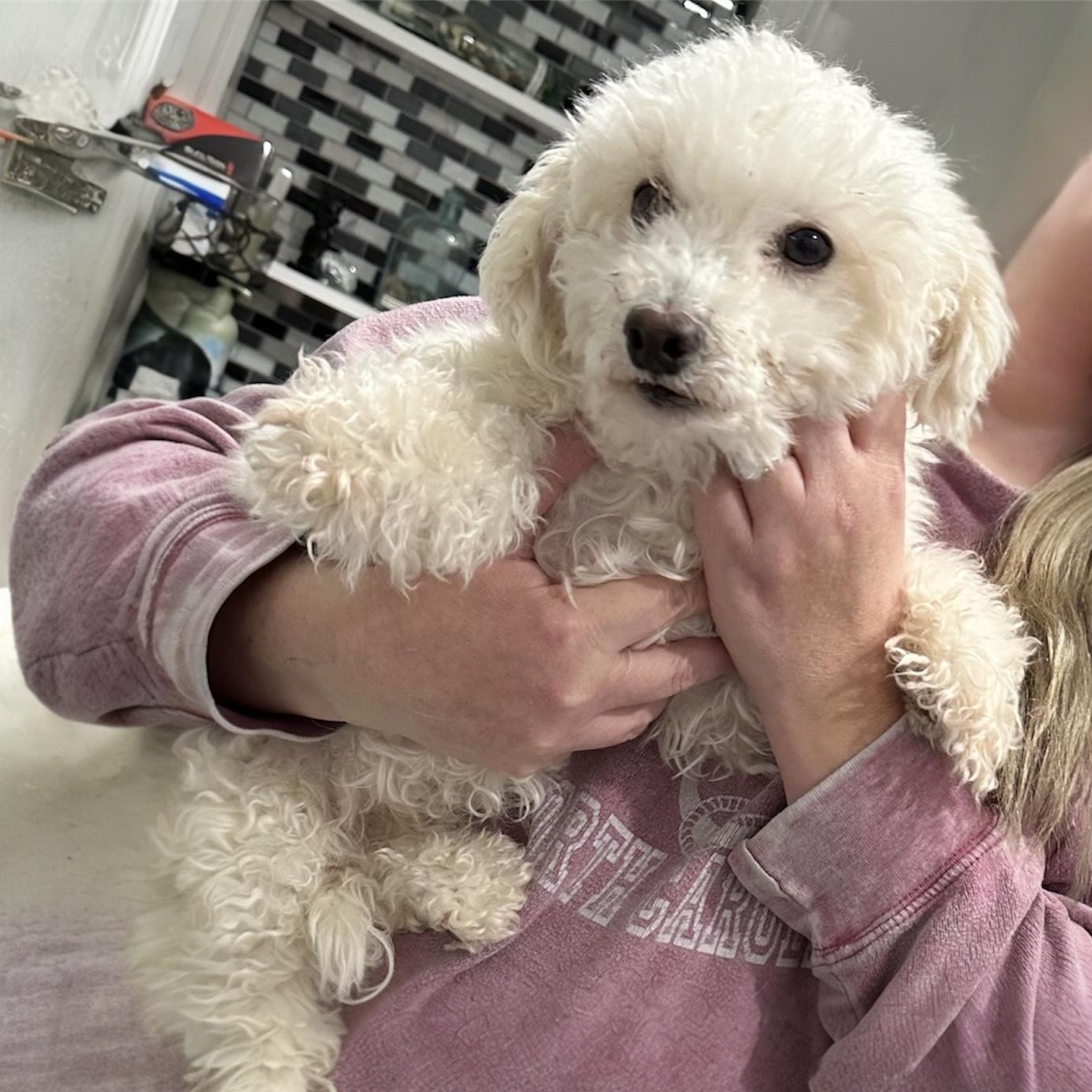 MARY - Mama Rhea, ADOPTABLE, Young Female Poodle.