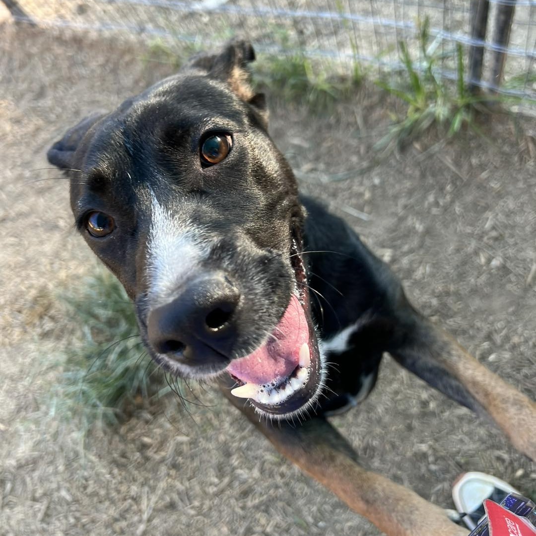Enlarge Wednesday, a Adoptable mixed breed in Willis, TX image 3/6