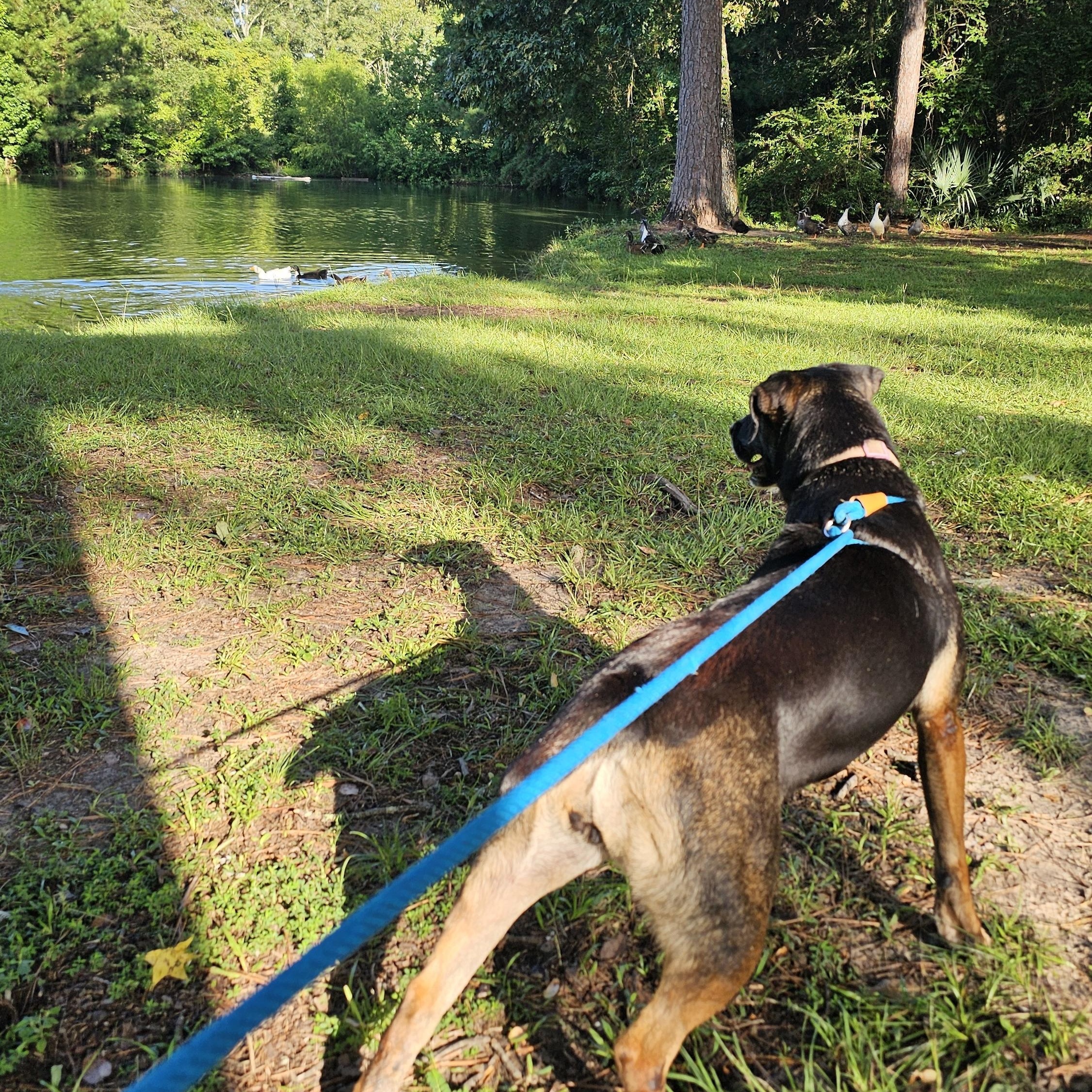 Enlarge Wednesday, a Adoptable mixed breed in Willis, TX image 6/6