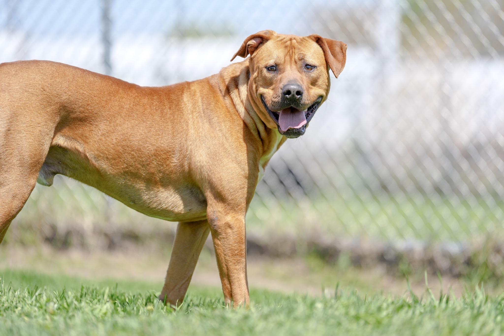 Creekie, a ADOPTABLE Mixed Breed in Davenport, IA image 3/3