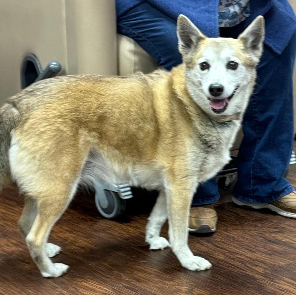 Enlarge Coty, a Adopted mixed breed in Crossville, TN image 1/1