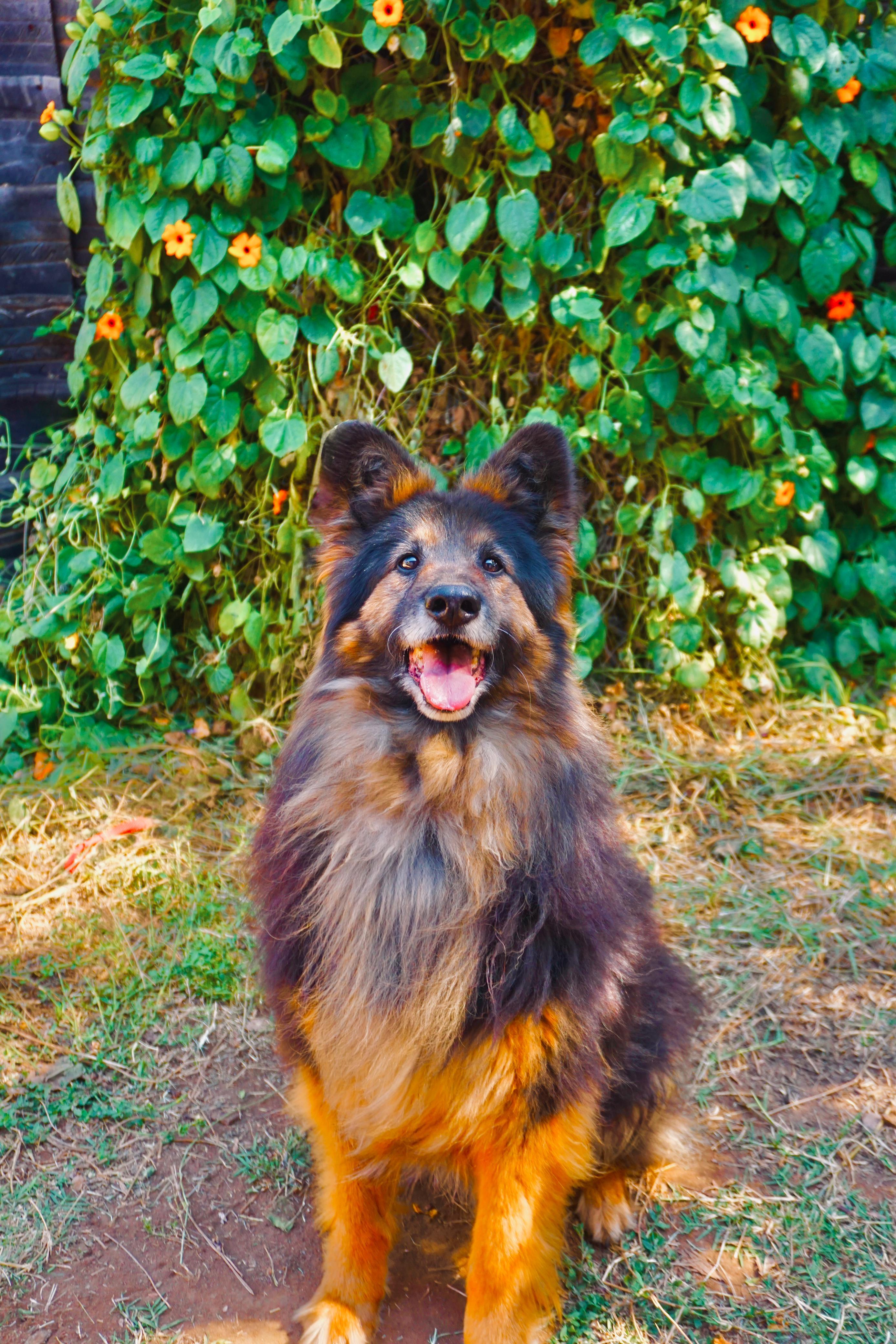 Enlarge Koda, a Adoptable mixed breed in San Diego, CA image 4/6