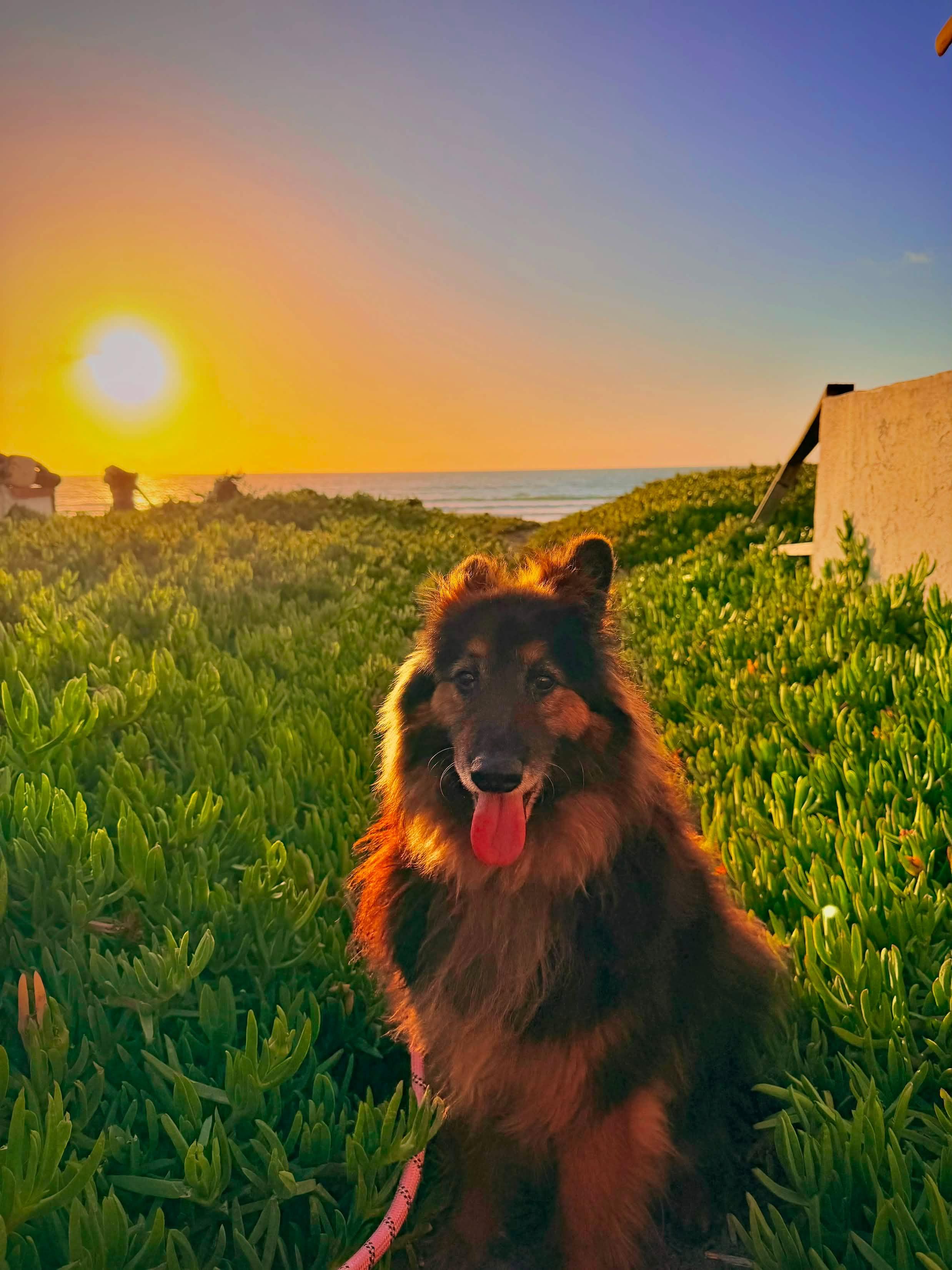 Enlarge Koda, a Adoptable mixed breed in San Diego, CA image 5/6