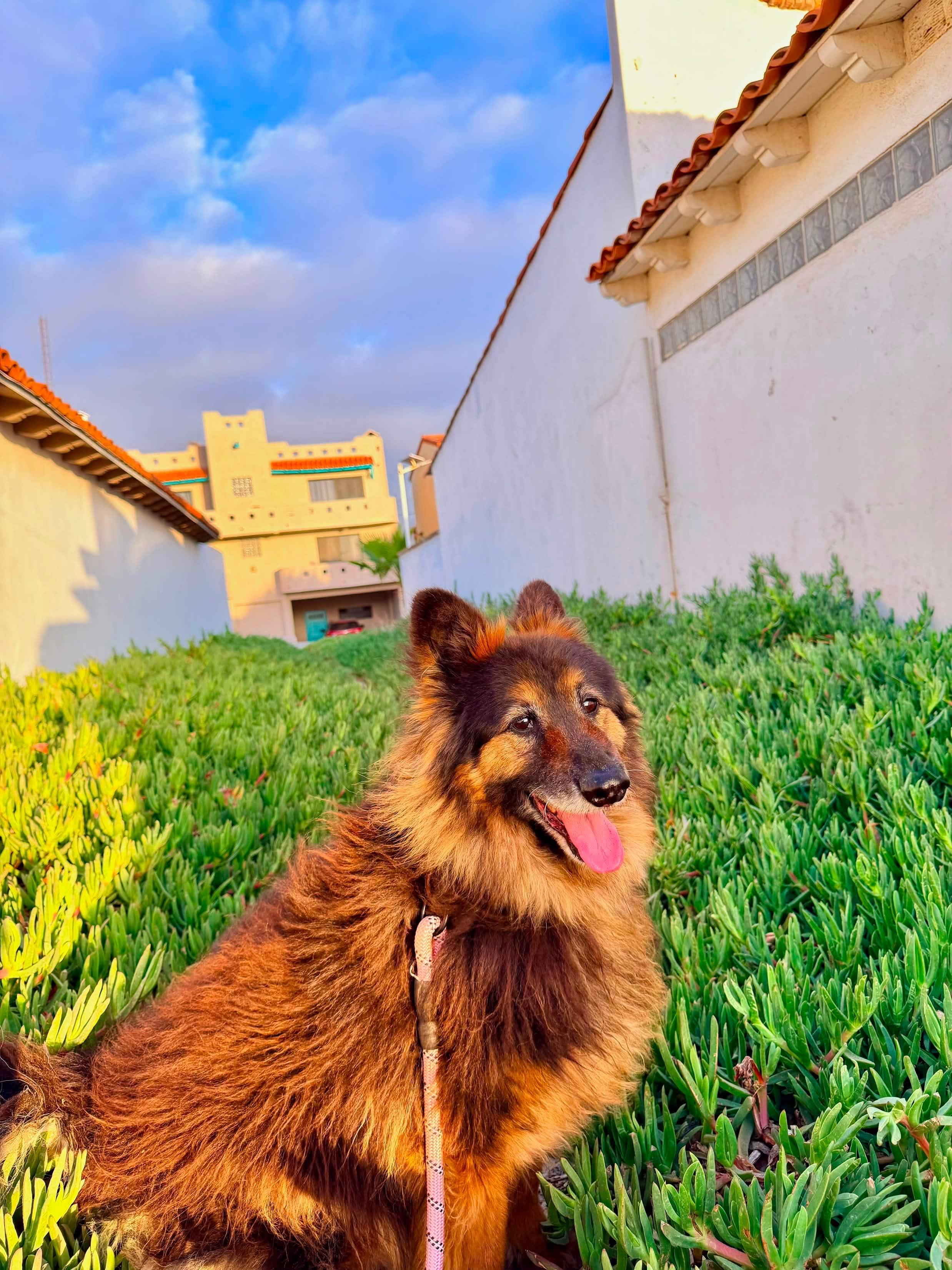 Enlarge Koda, a Adoptable mixed breed in San Diego, CA image 6/6