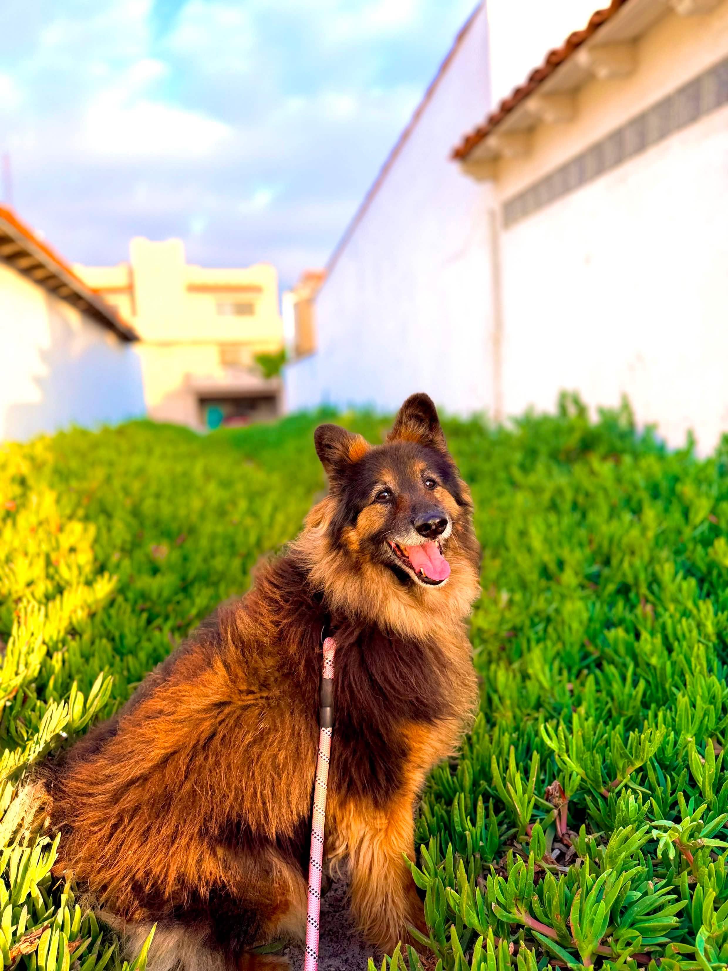 Enlarge Koda, a Adoptable mixed breed in San Diego, CA image 2/6