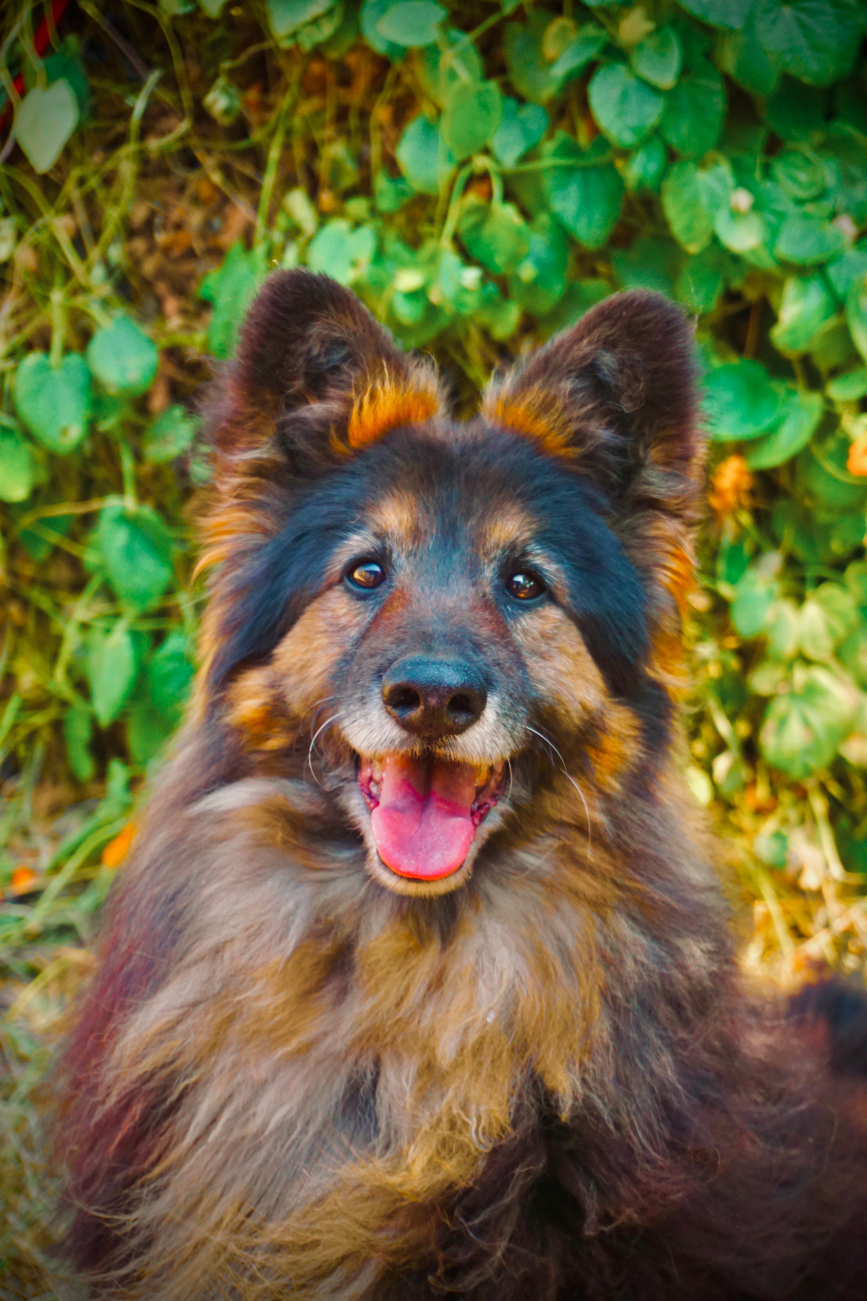 Enlarge Koda, a Adoptable mixed breed in San Diego, CA image 3/6