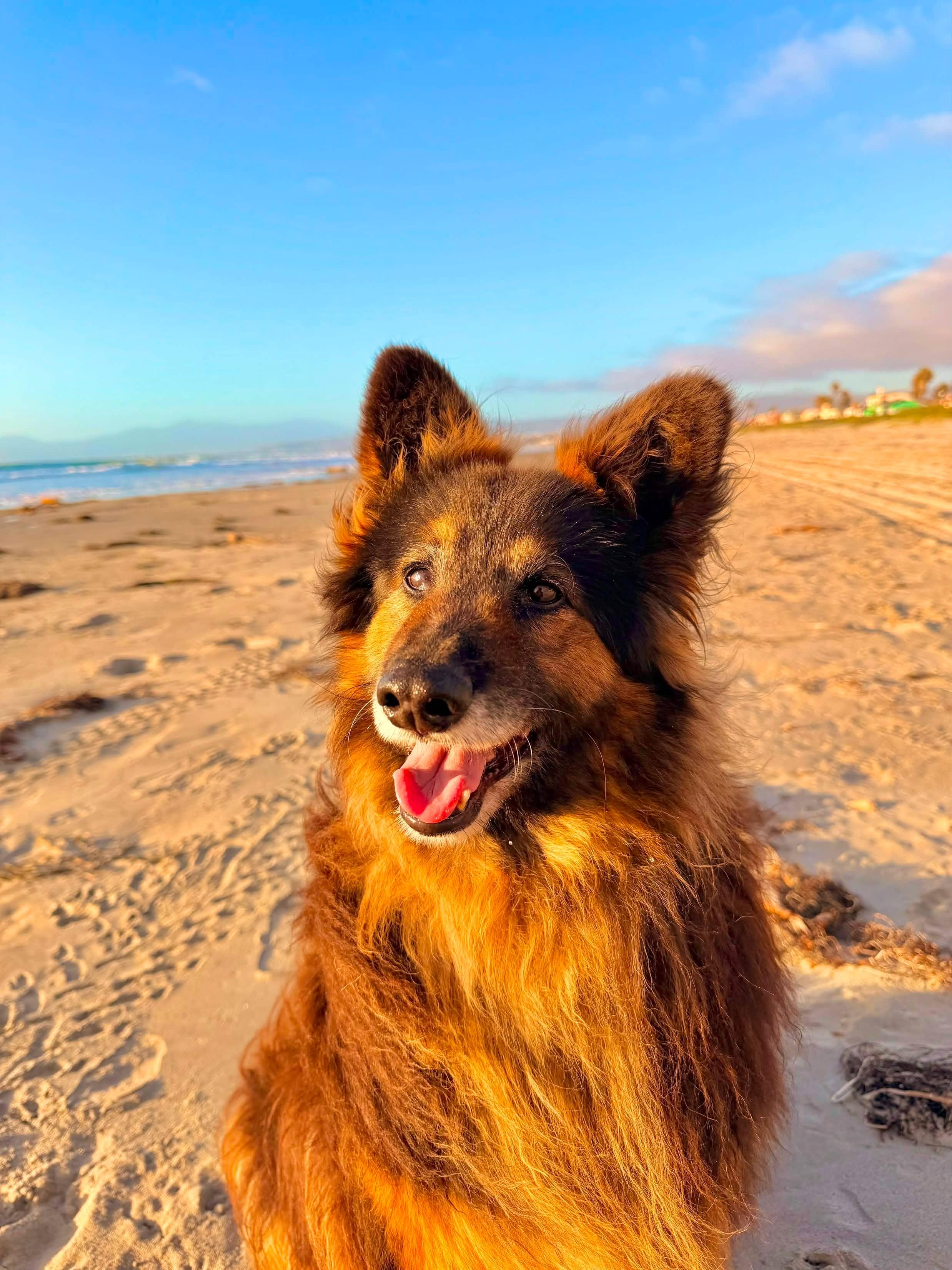 Koda, Adoptable, Adult Male Shetland Sheepdog / Sheltie & Australian Shepherd.
