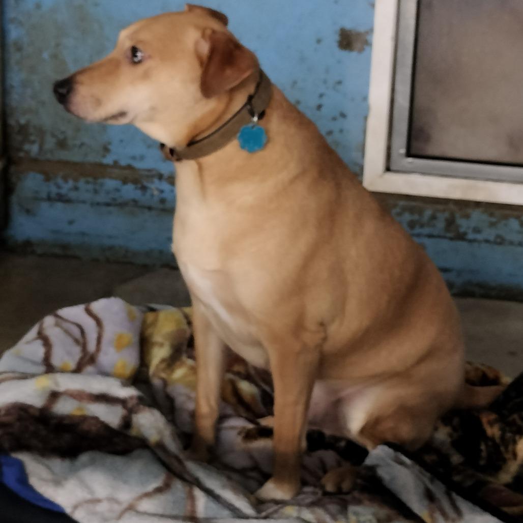 Enlarge Chico, a Adoptable Mixed Breed in Brooksville, KY image 1/1