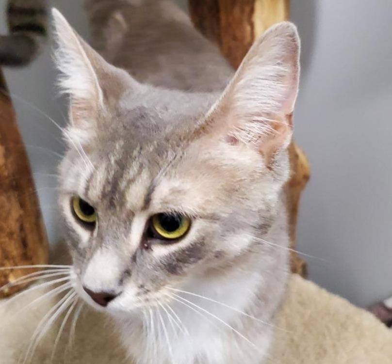 Kacey, Adoptable, Young Female Domestic Short Hair.