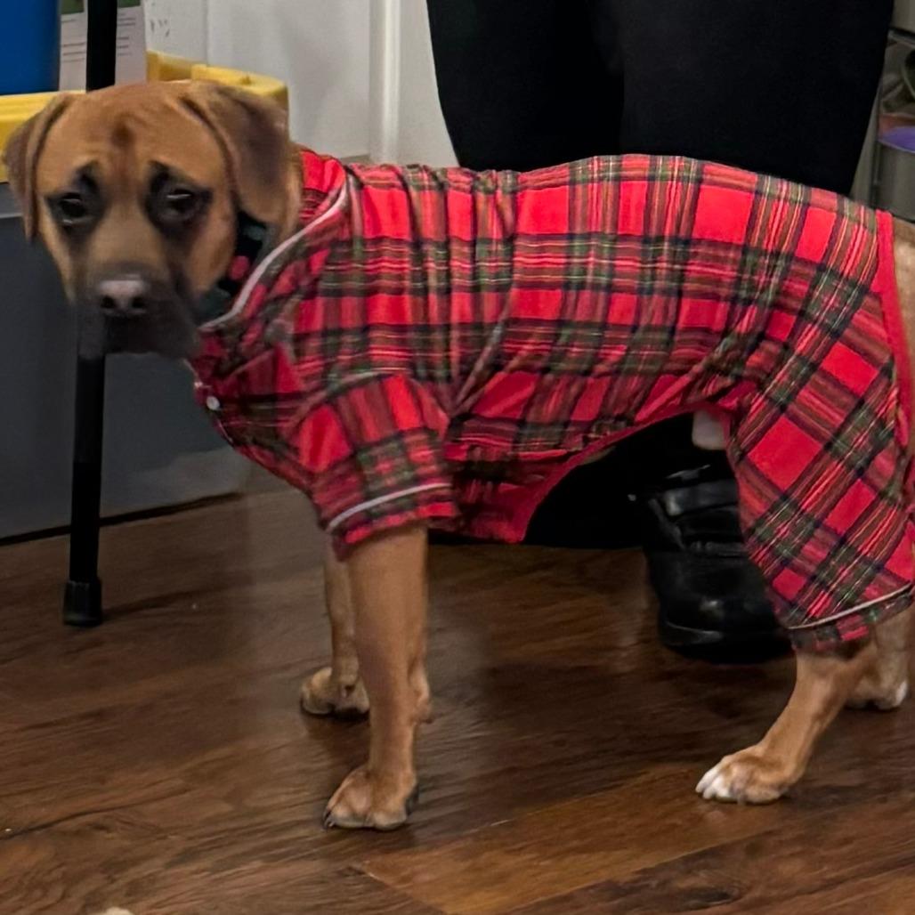 Enlarge Diego, a Adoptable Pit Bull Terrier in Winchester, VA image 1/6
