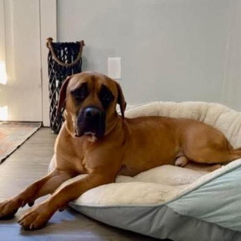 Diego, a Adoptable Pit Bull Terrier in Winchester, VA image 1/6