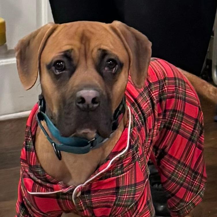 Diego, a Adoptable Pit Bull Terrier in Winchester, VA image 2/6