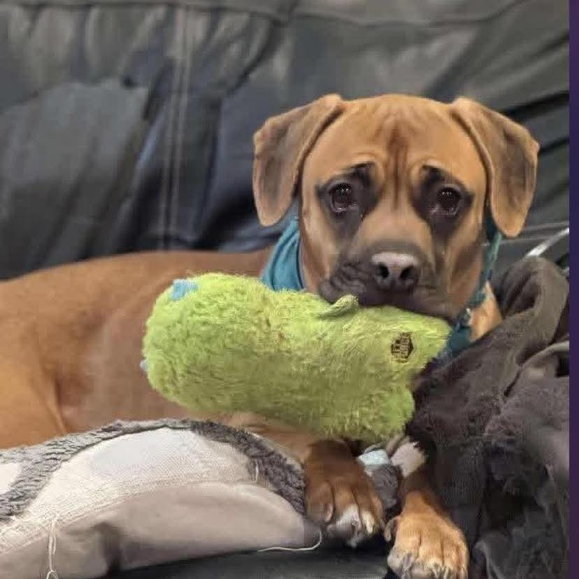 Diego, a Adoptable Pit Bull Terrier in Winchester, VA image 4/6