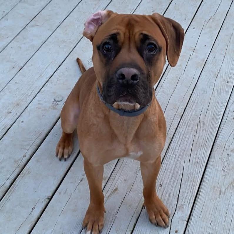 Diego, a Adoptable Pit Bull Terrier in Winchester, VA image 5/6