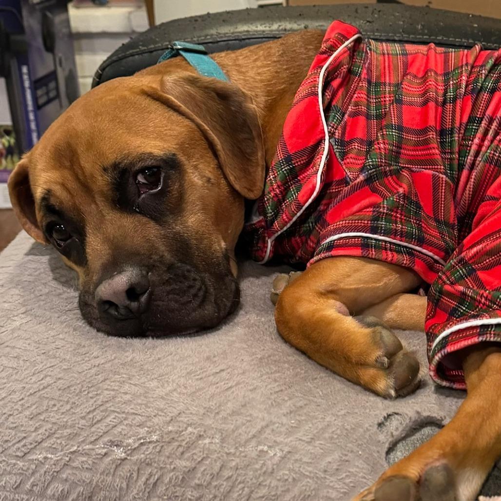 Diego, a Adoptable Pit Bull Terrier in Winchester, VA image 6/6