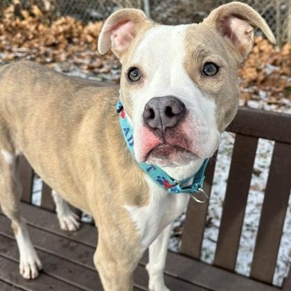 Enlarge Stella, a Adoptable mixed breed in Indianapolis, IN image 1/6