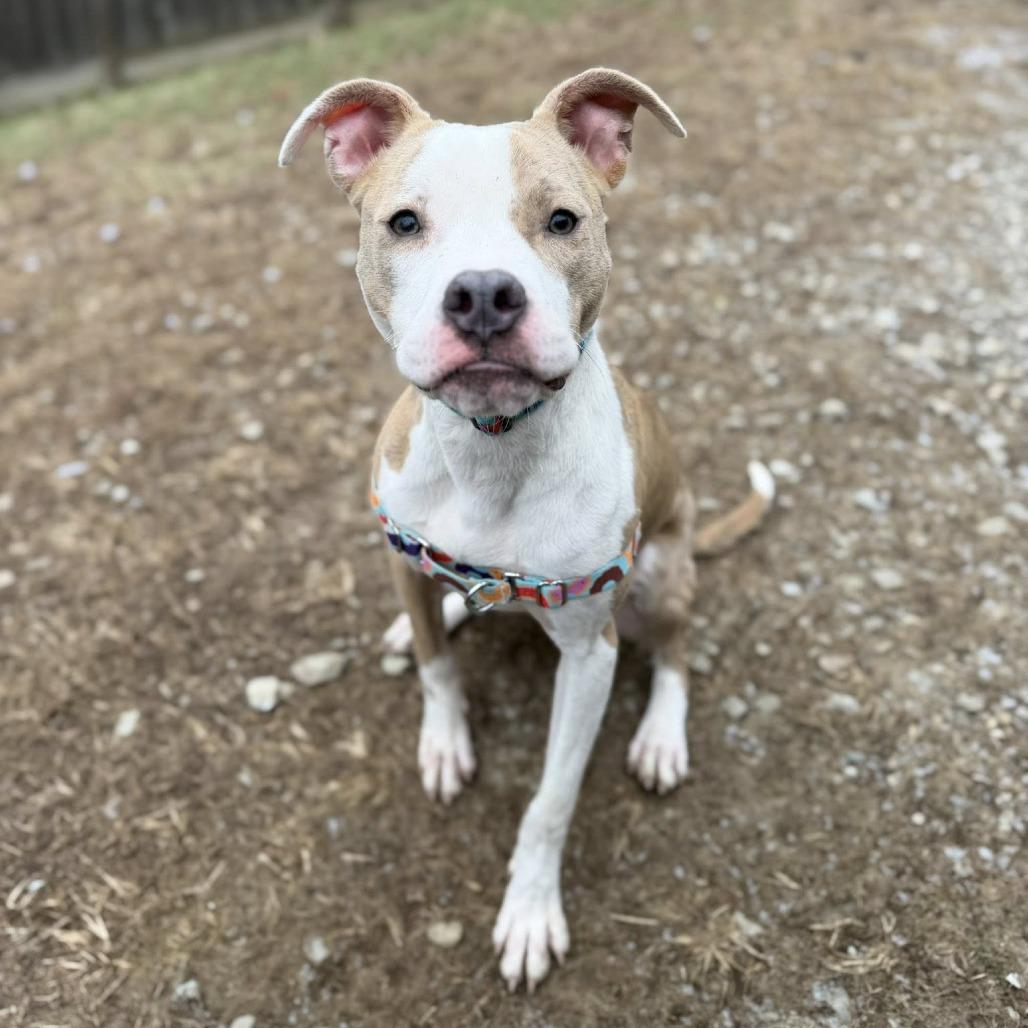 Enlarge Stella, a Adoptable mixed breed in Indianapolis, IN image 2/6