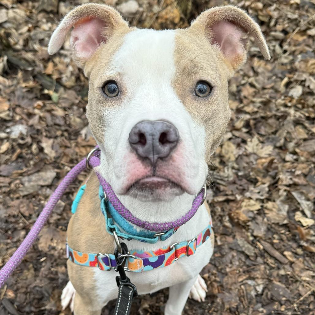 Enlarge Stella, a Adoptable mixed breed in Indianapolis, IN image 3/6