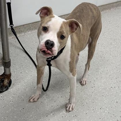 Enlarge Stella, a Adoptable mixed breed in Indianapolis, IN image 4/6