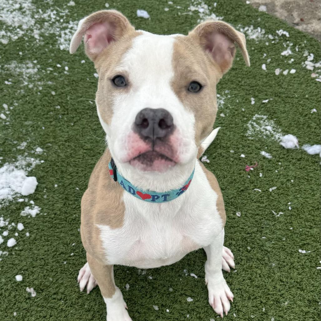 Enlarge Stella, a Adoptable mixed breed in Indianapolis, IN image 5/6