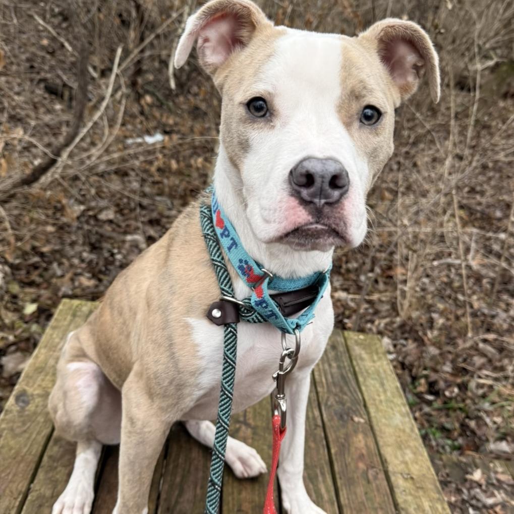 Enlarge Stella, a Adoptable mixed breed in Indianapolis, IN image 6/6