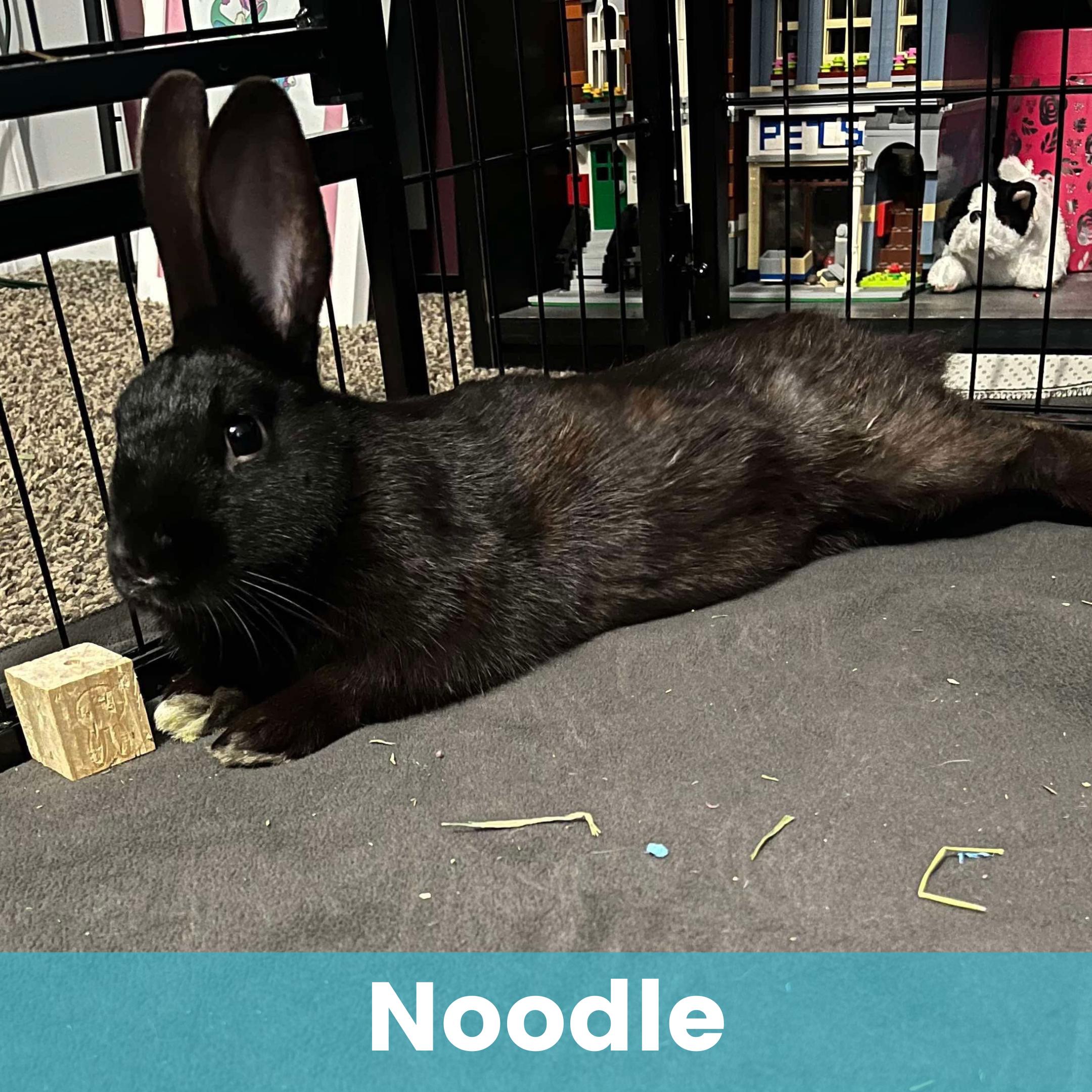 Noodle, Adoptable, Young Male Bunny Rabbit.