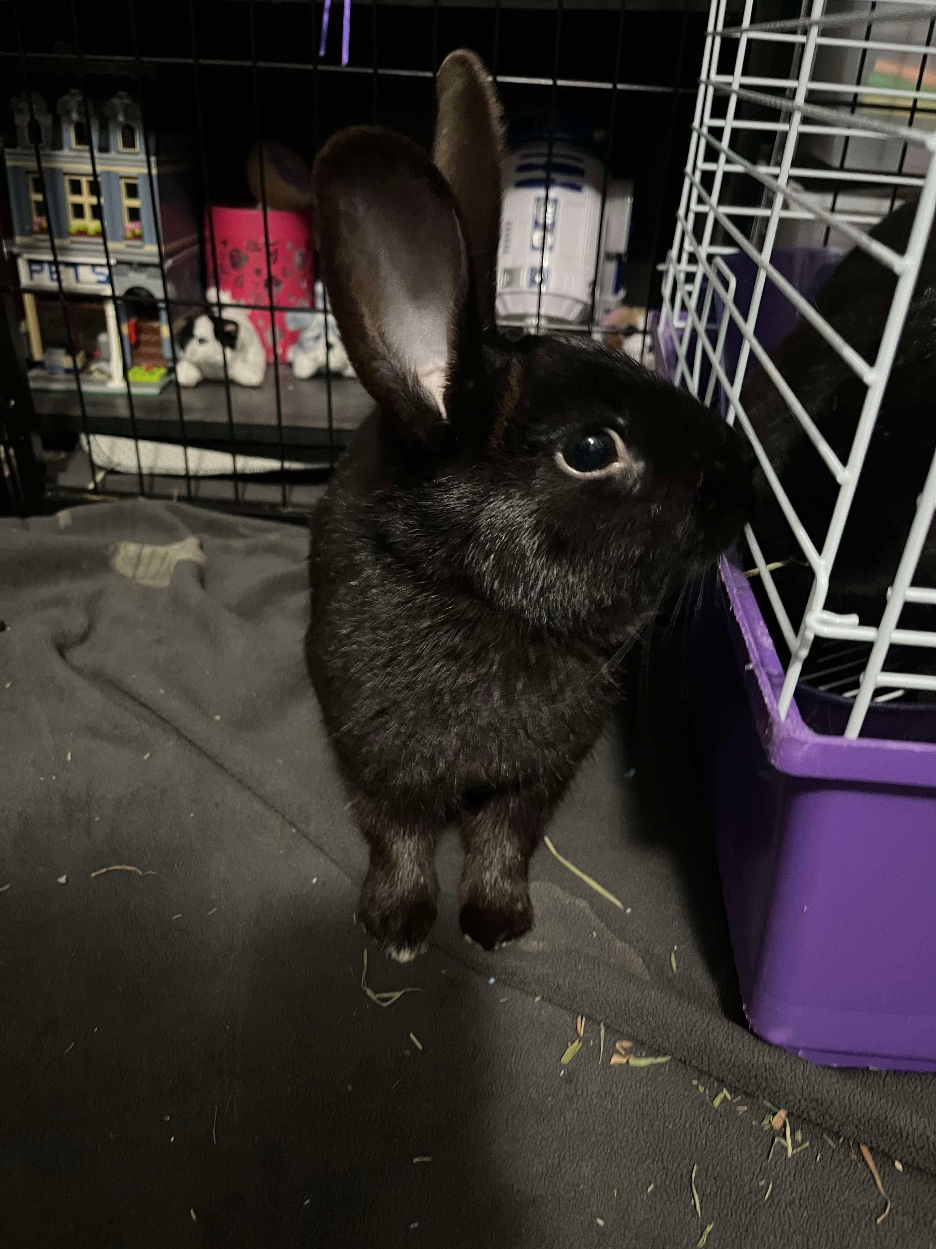 Noodle, a Adoptable Bunny Rabbit in Rochester , NY image 2/3