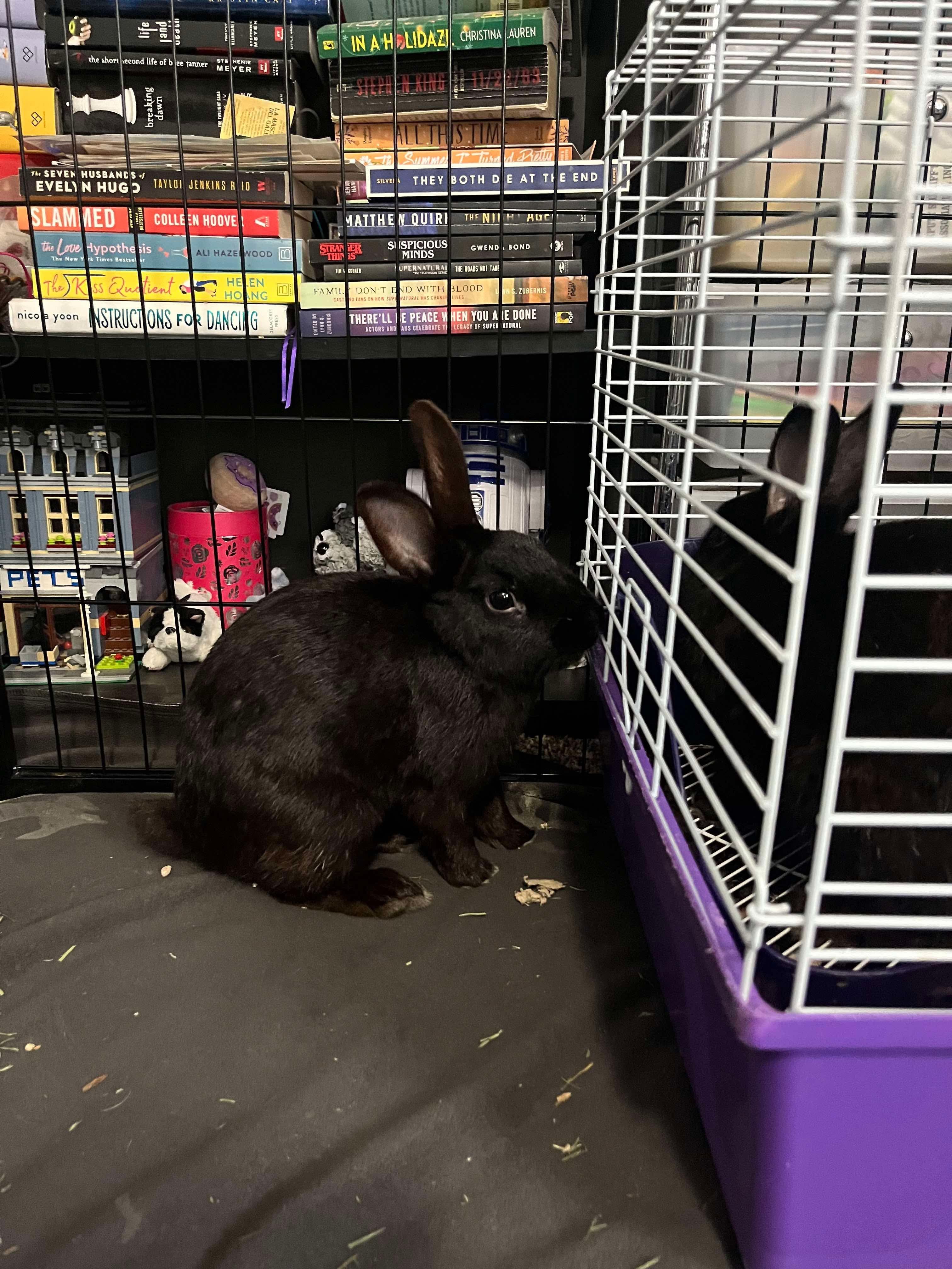 Noodle, a Adoptable Bunny Rabbit in Rochester , NY image 3/3