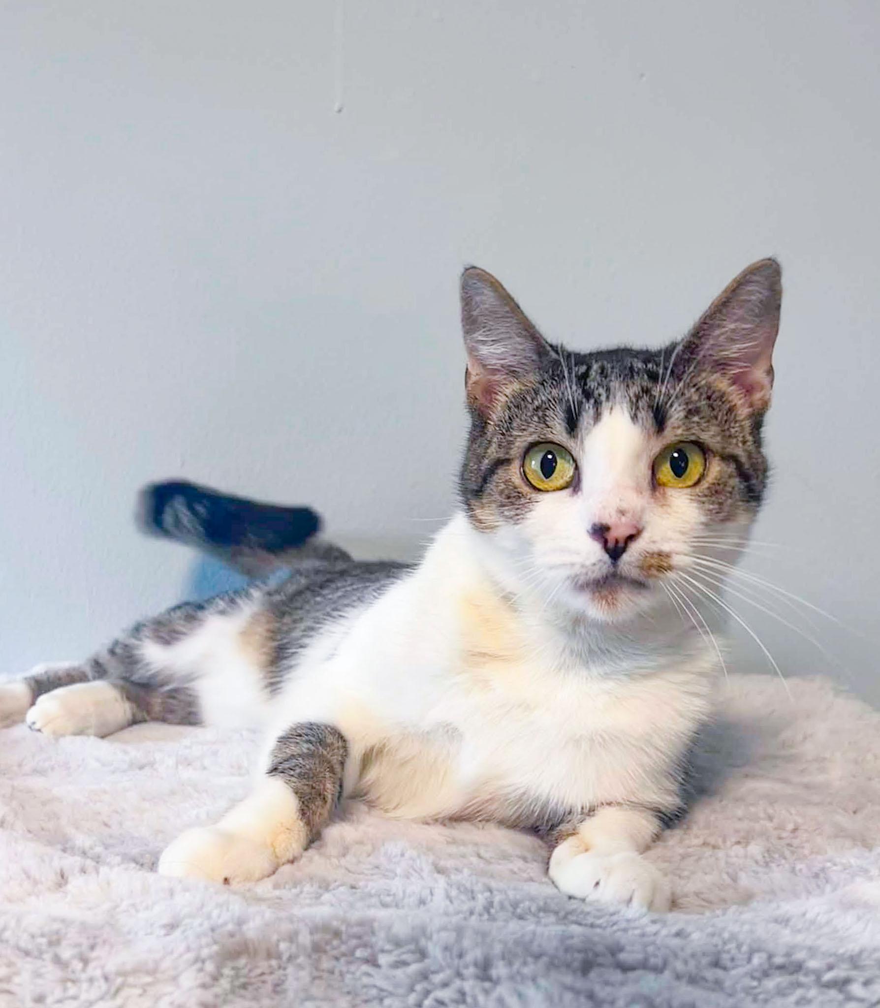 Henrietta, Adoptable, Adult Female Domestic Short Hair.