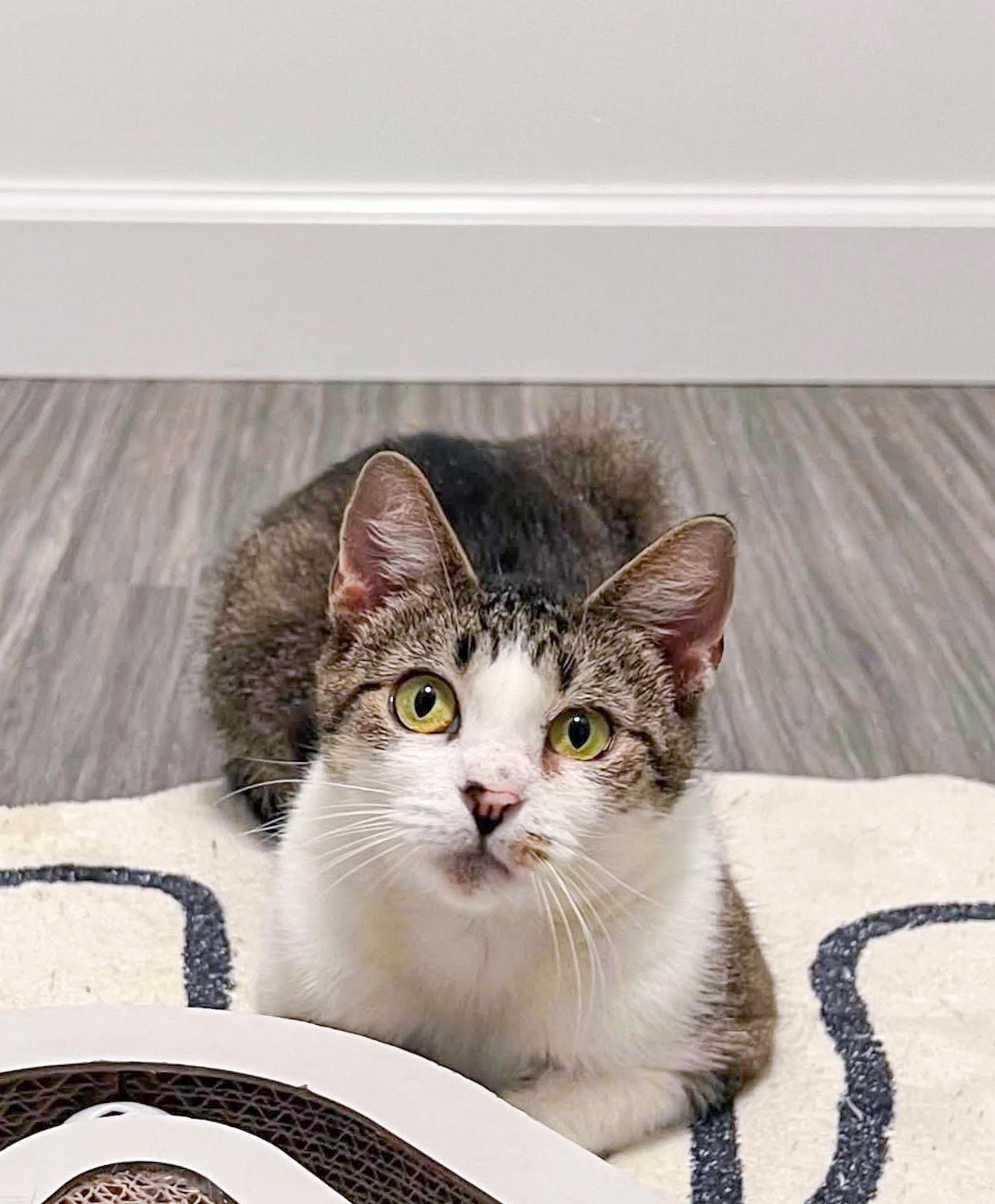 Enlarge Henrietta, a Adoptable Domestic Short Hair in Mullica Hill, NJ image 2/3