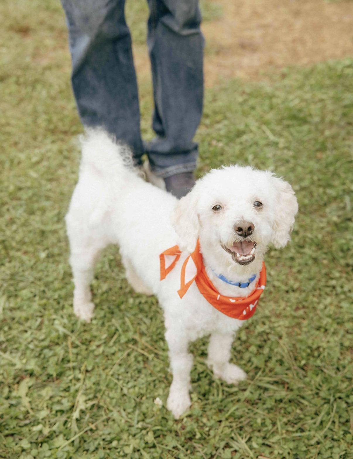 Yak, Adoptable, Adult Male Miniature Poodle & Bichon Frise.