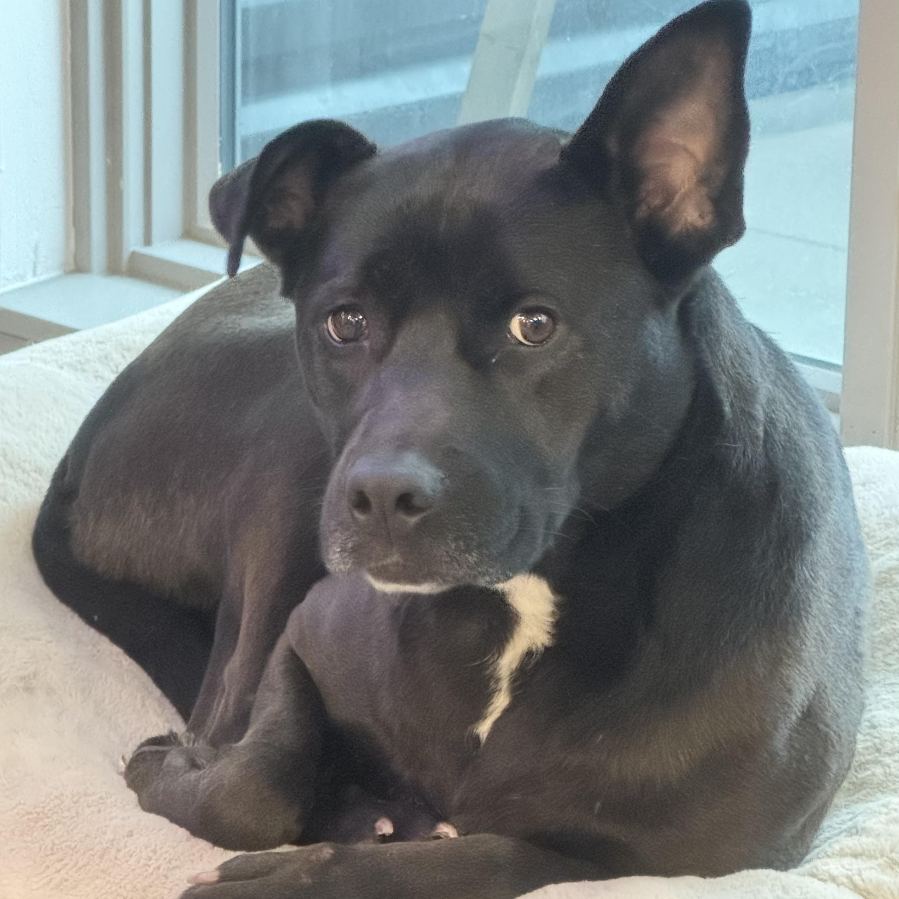 Onyx — thumbnail 3