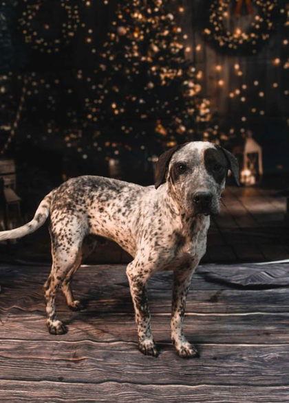 Rolloff, Adoptable, Adult Male Mixed Breed.